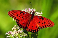 symbolisme dupapillon